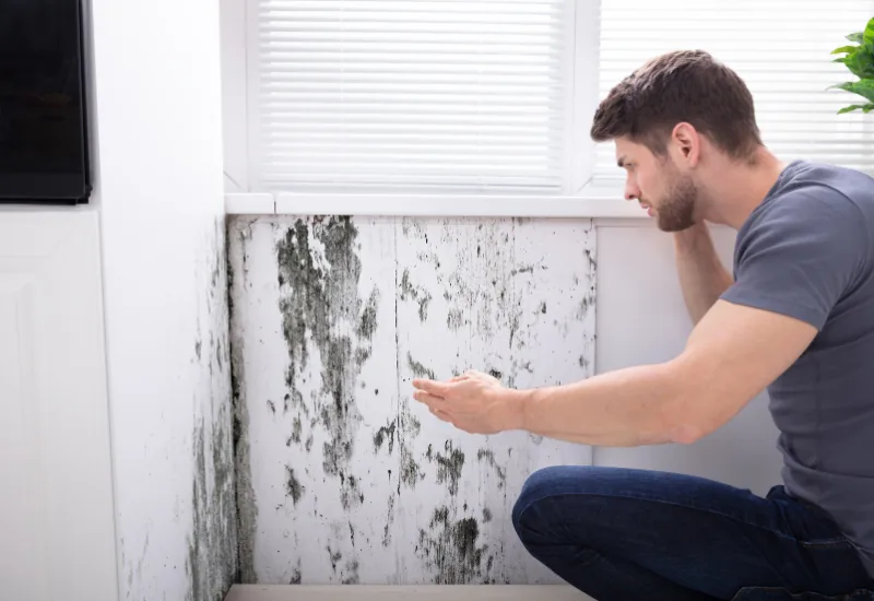 Man inspecting mould on a wall