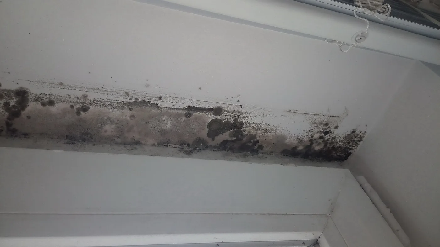Mould along a window frame and ceiling