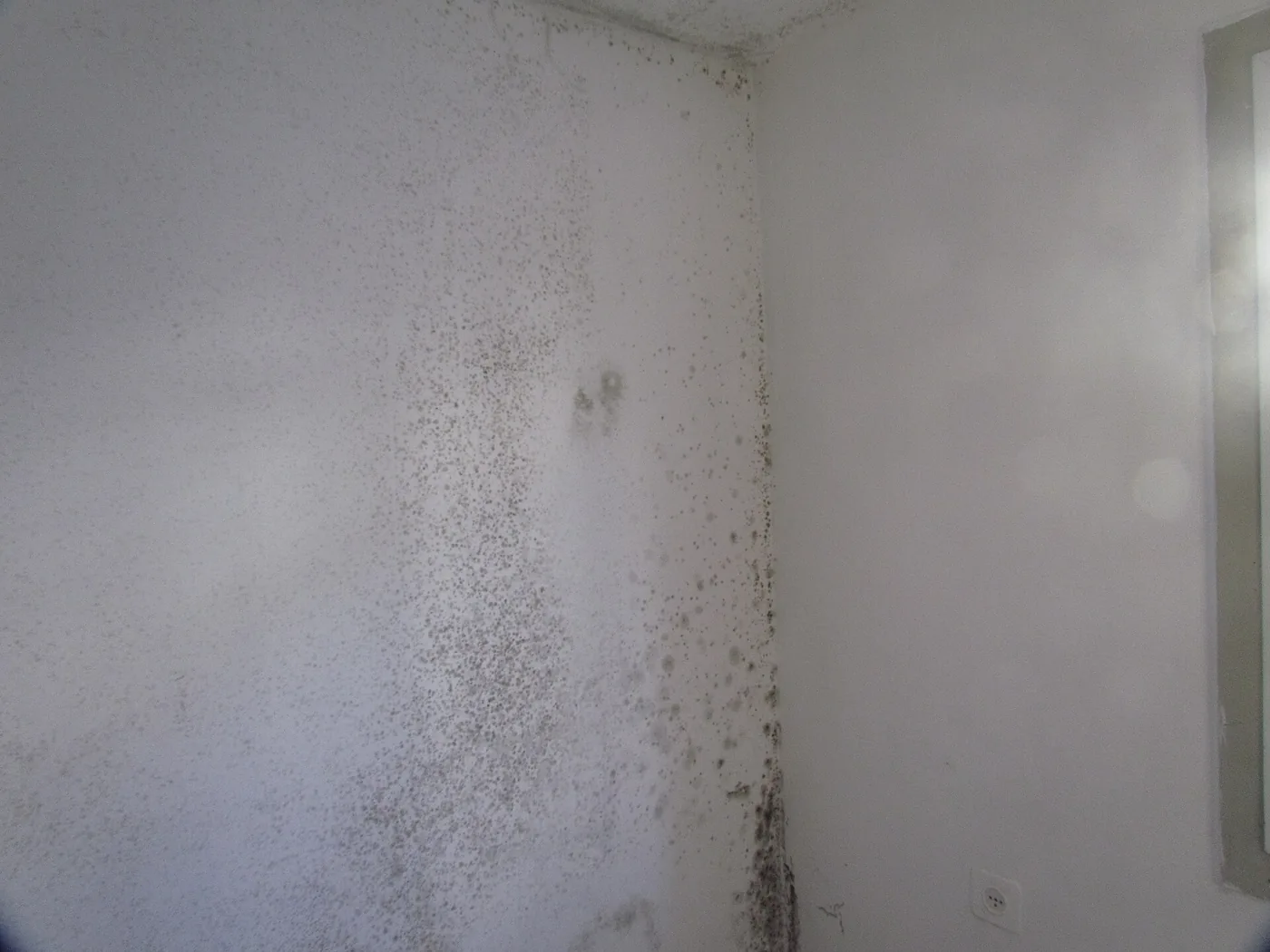 Mould spreading across a damp wall